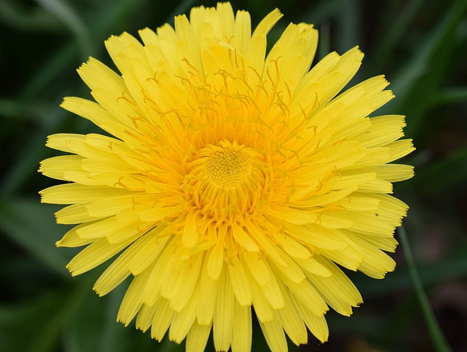 dandelion, bee, nectar, bee nectar, macro, close, honey bee HD wallpaper