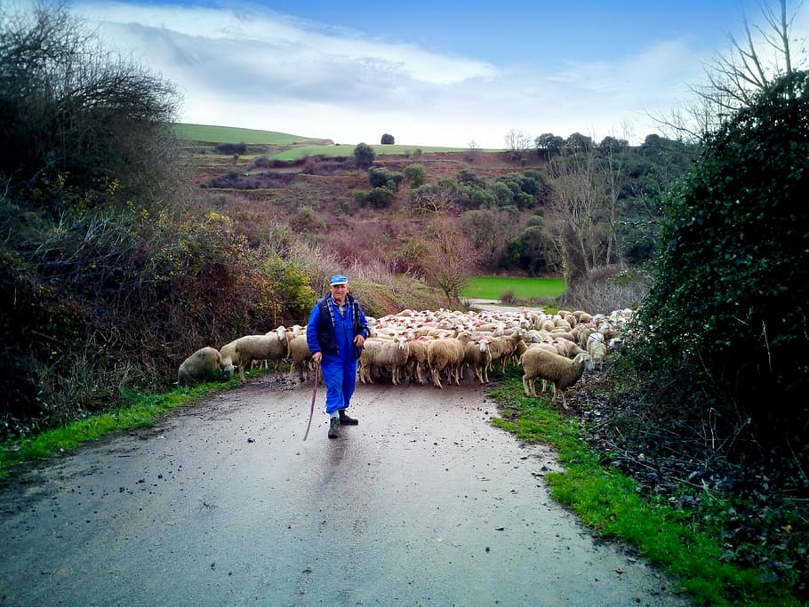 Pastor, Sheep, Field, Flock, Rural, nature, landscape, livestock, HD wallpaper