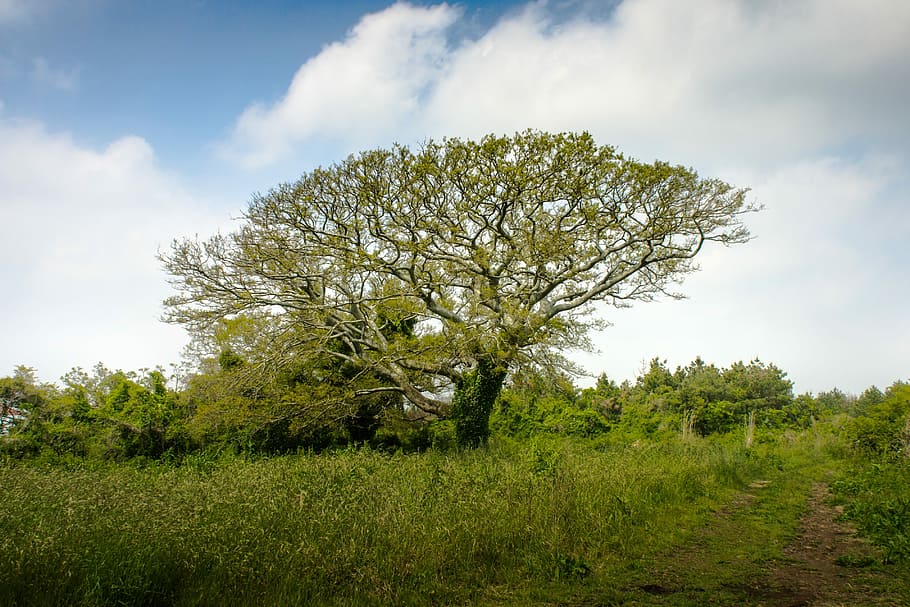 Wood, Cloud, Plants, Nature, Sky, green, tree, cloud - sky HD wallpaper