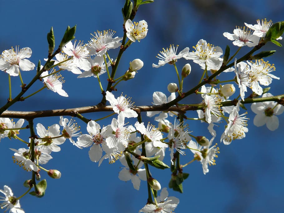 wild plum, blossom, bloom, tree, branch, american wildpflaume HD wallpaper