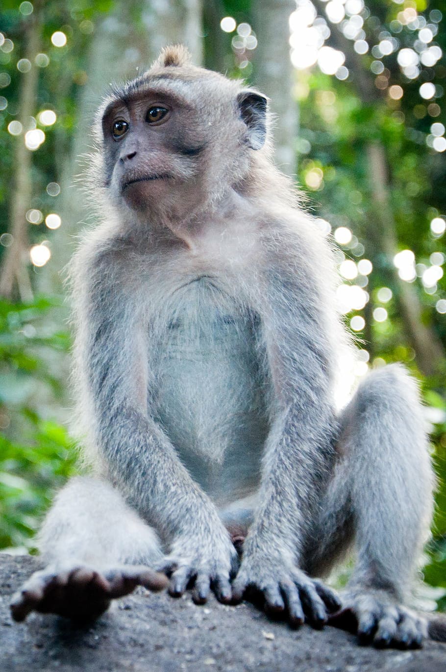 animal, monkey, forest, the little monkey, trunk, primate, wildlife HD wallpaper