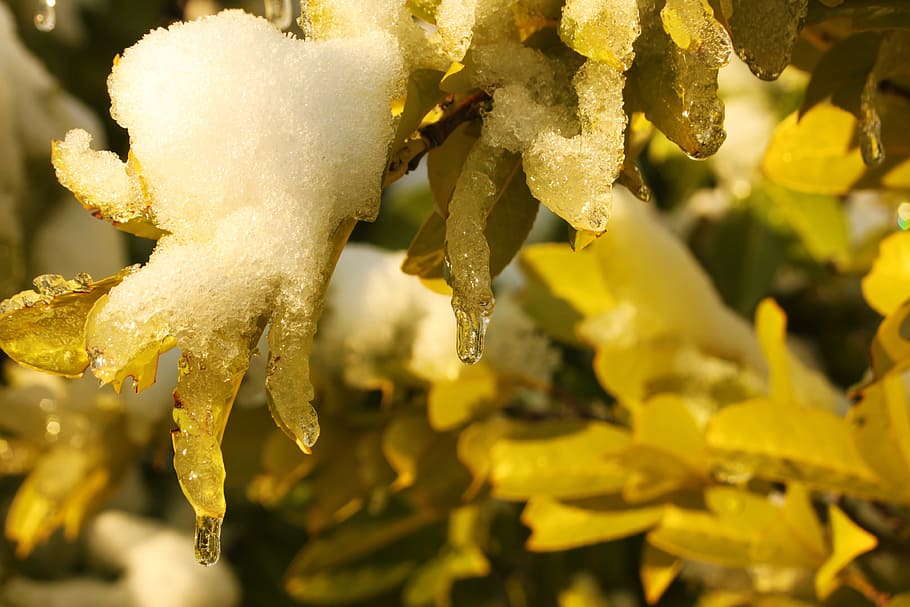ice, leafs, tree, nature, cold, snow, winter, frost, green HD wallpaper