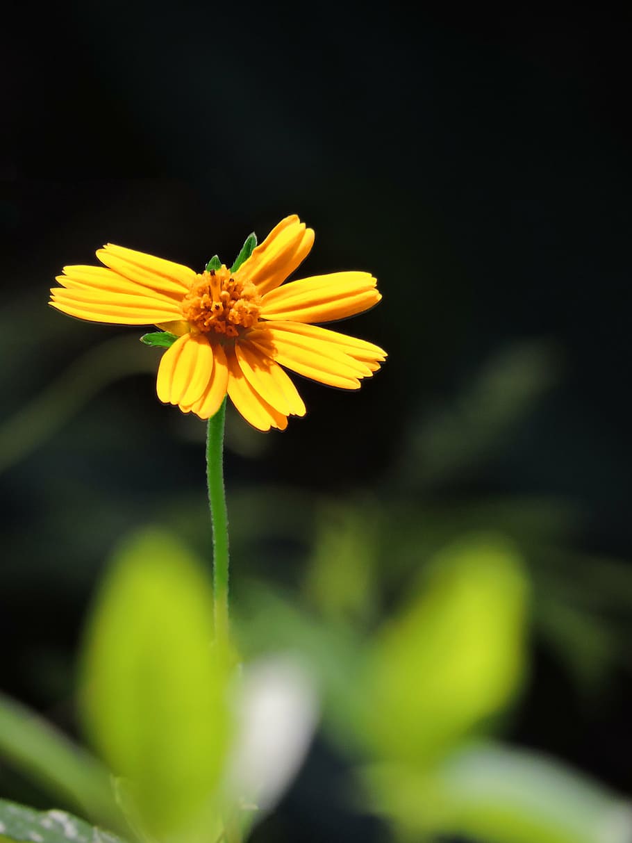daisy, flower, pretty, small, yellow, flowering plant, fragility HD wallpaper