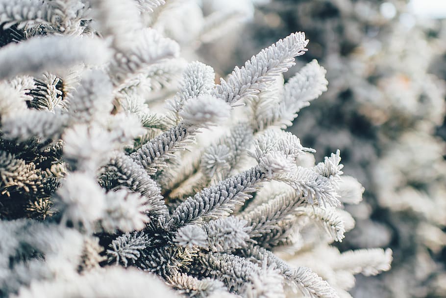 close-up photo of white pine trees, frosty, snow, winter, nature HD wallpaper