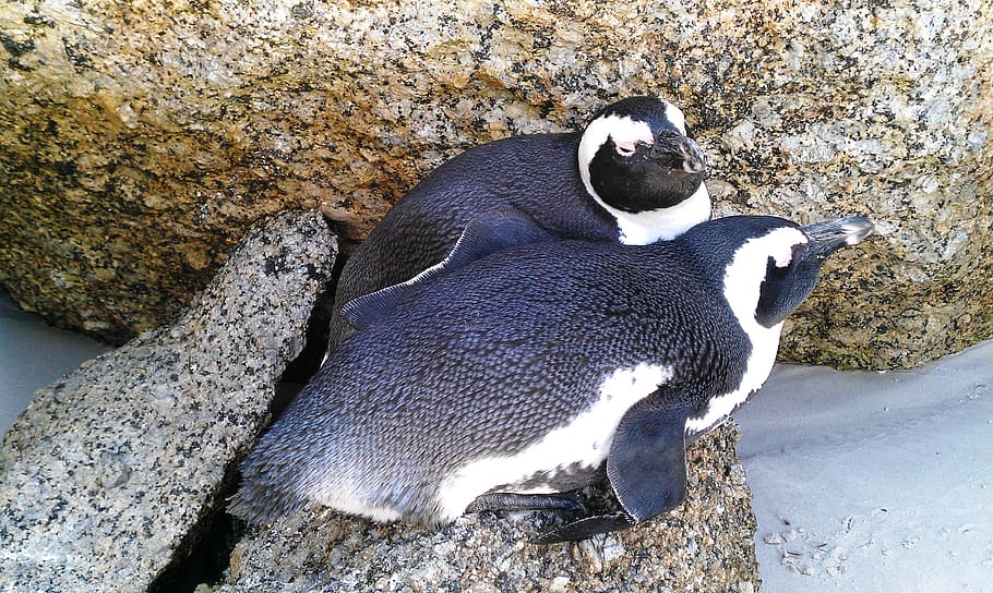 bolders beach, penguins, south africa, booked, animal, water, HD wallpaper