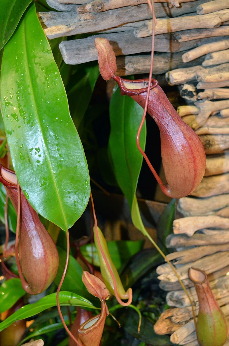 pitcher-plant-wood-carnivores-carnivore.jpg