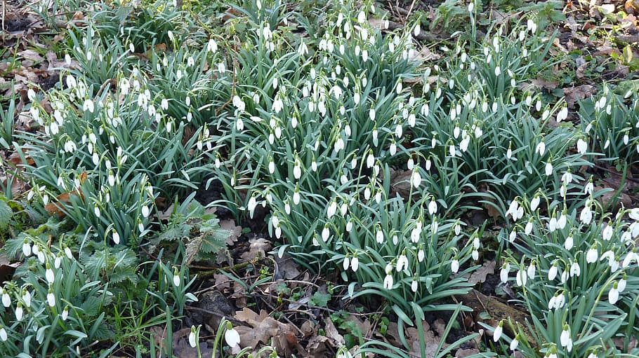 Snowdrop, Nature, Flowers, Spring, White, plant, no people HD wallpaper