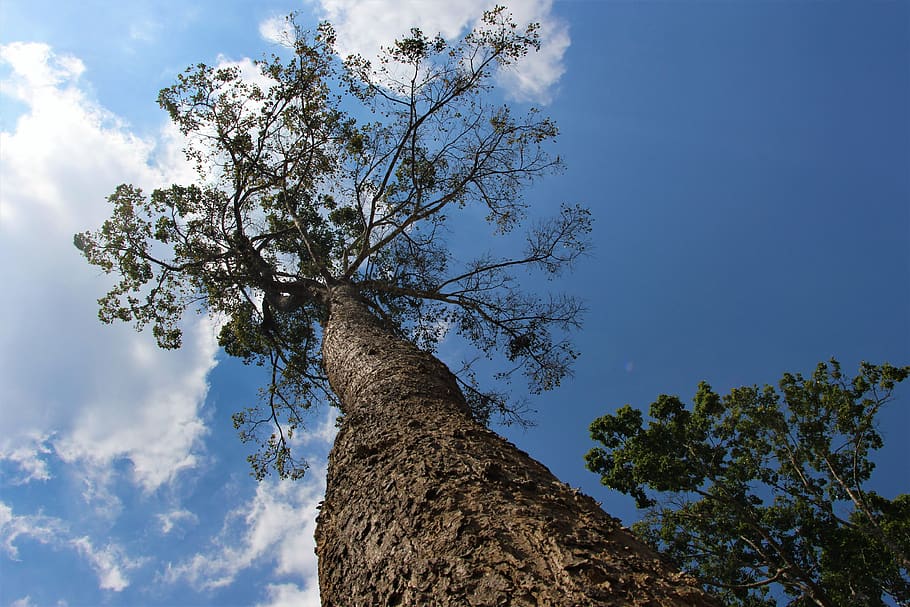 phetchabun, thailand, tree, clouds, sky, trunk, tree trunk HD wallpaper