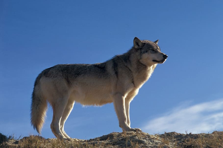 low-angle photography of white and black wolf on grass under blue sky during daytime HD wallpaper