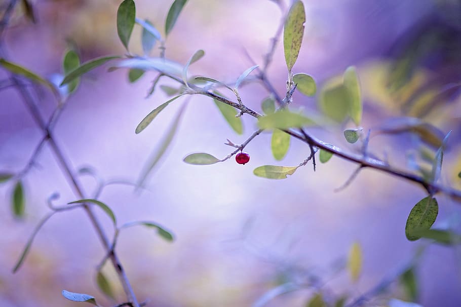 green leaf plant close up photo, fruit, tree, garden, berry HD wallpaper