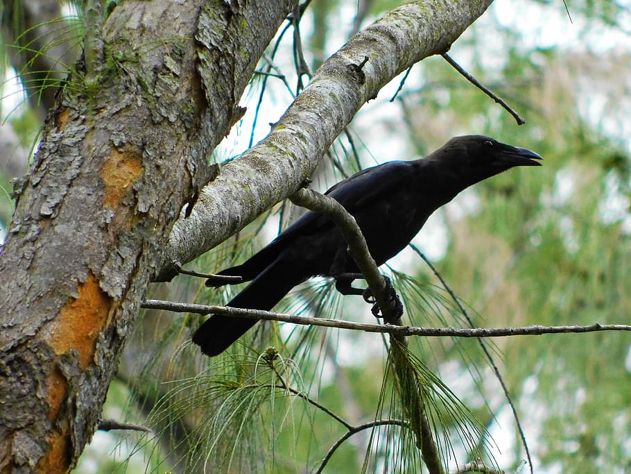 crow, bird, branches, crow on branches, nature, raven, wildlife HD wallpaper