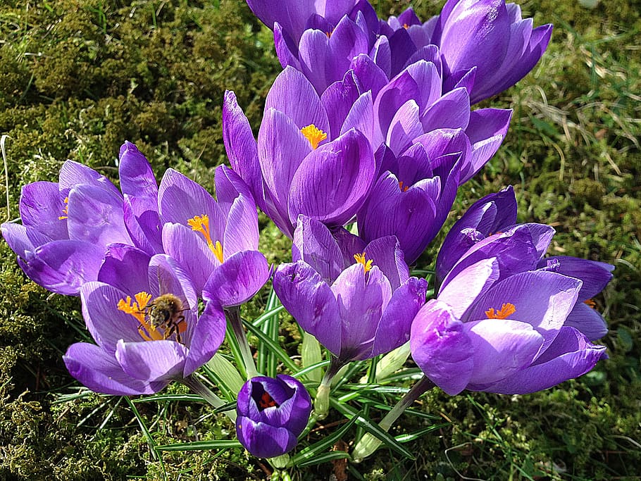 Early Spring, Spring, Crocus, Purple, Moss, flowers, elves crocuses, HD wallpaper