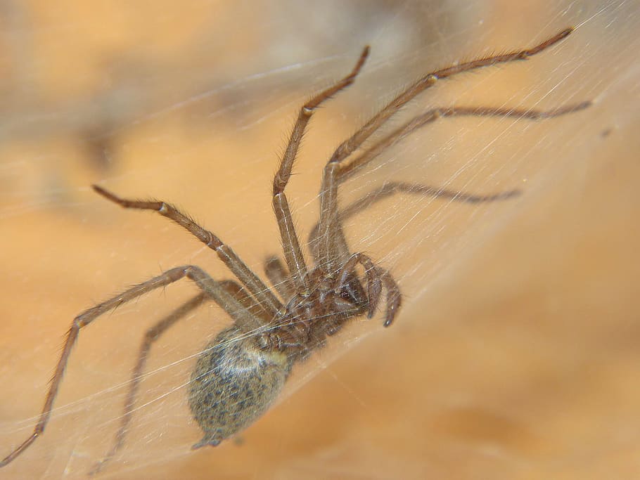 spider, nature, cobweb, animal themes, animal wildlife, invertebrate HD wallpaper