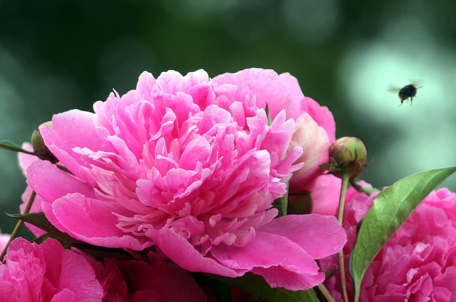 Flower, Peony, Pink, Spring, Garden, button, light, plant, flowering HD wallpaper
