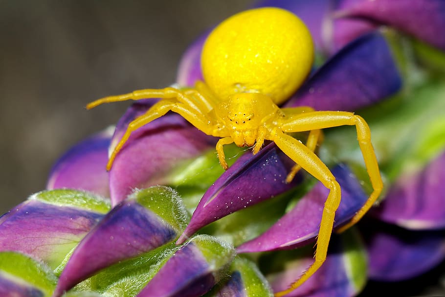 spider, insect, arachnid, macro, nature, closeup, close-up HD wallpaper