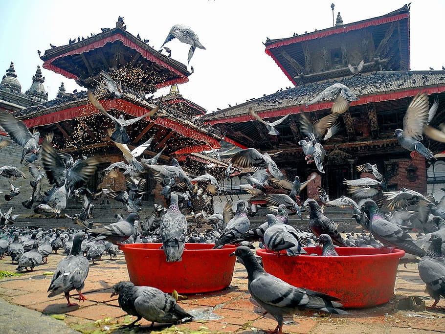 flock of gray pigeons flying near shrine, kathmandu, nepal, birds