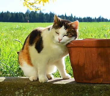 tricolor calico cat on gray concrete flooring, nature, mieze HD wallpaper