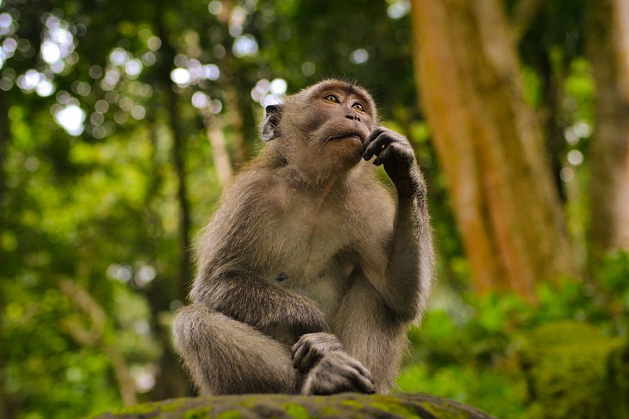 gray monkey in bokeh photography, shallow focus photography of brown monkey HD wallpaper
