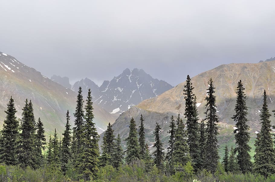 Mountains, Alaska, Denali, Landscape, scenic, evergreens, conifers, HD wallpaper