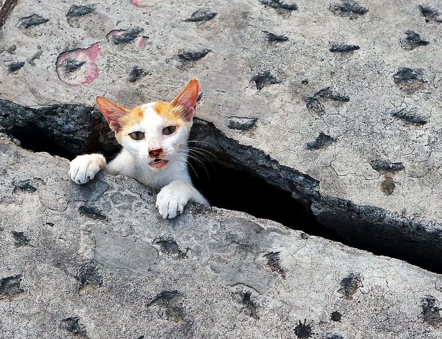 cat, cute, stuck, pets, kitten, cats, animals, cute cat, cat face HD wallpaper