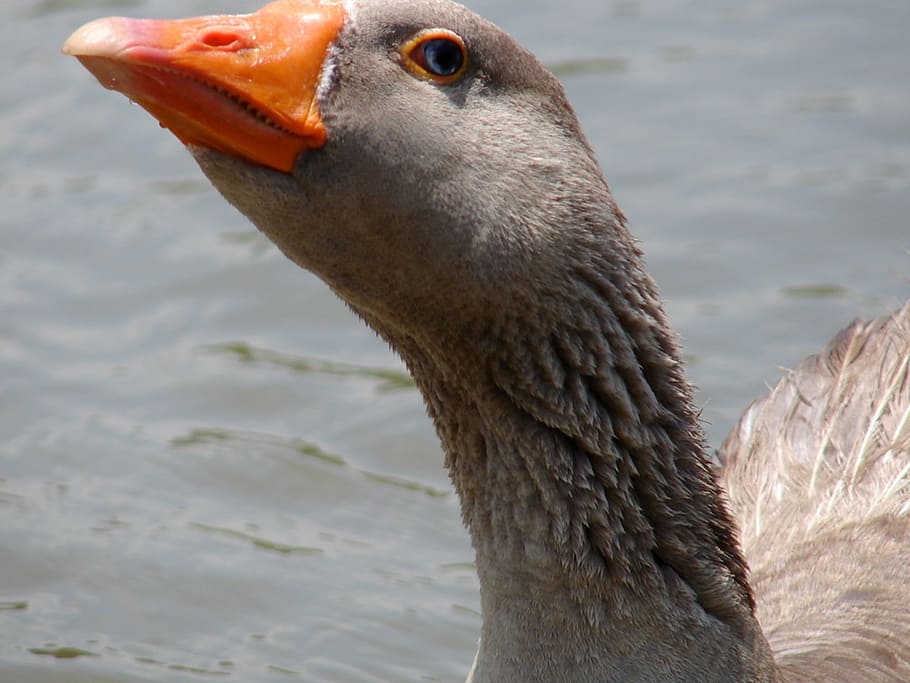 goose, neck, grey, orange, beak, water, head, fowl, feathers, HD wallpaper