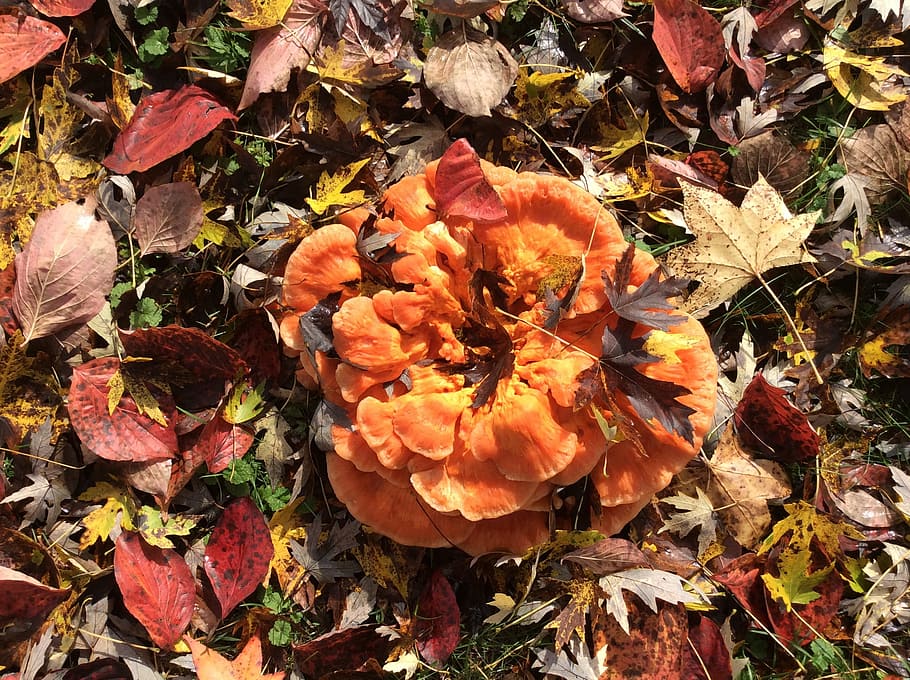 fungus, fall, autumn, orange, leaf, leaves, red, colorful, nature HD wallpaper