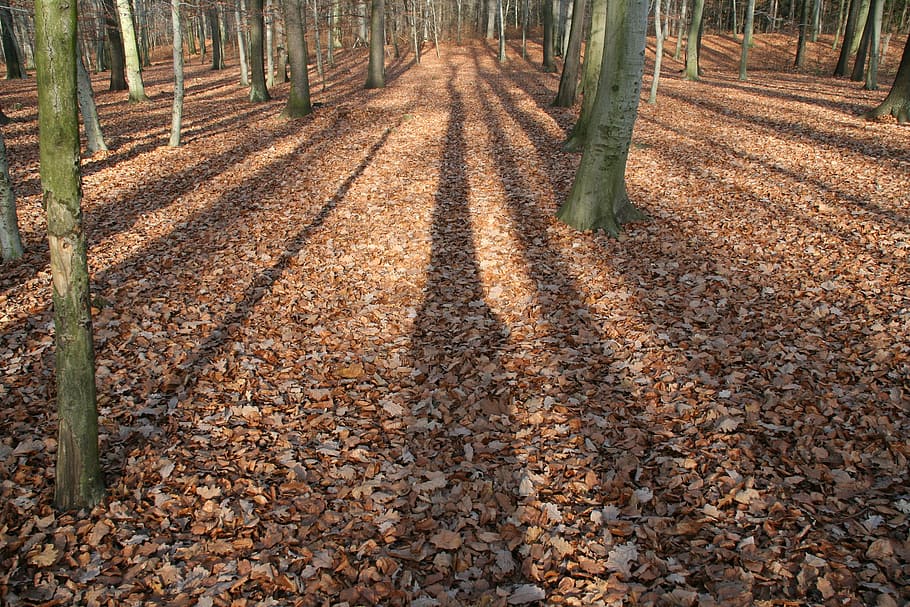 shades of trees, autumn, forest, light, shadow, leaves, tree trunks HD wallpaper