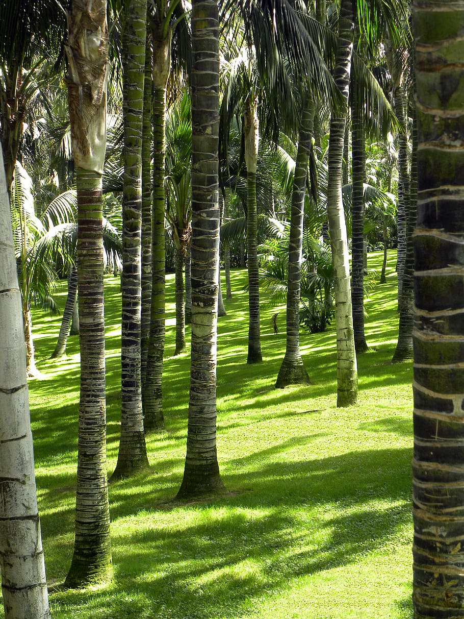 Forest, Trees, Nature, Park, no people, day, sunlight, green color HD wallpaper