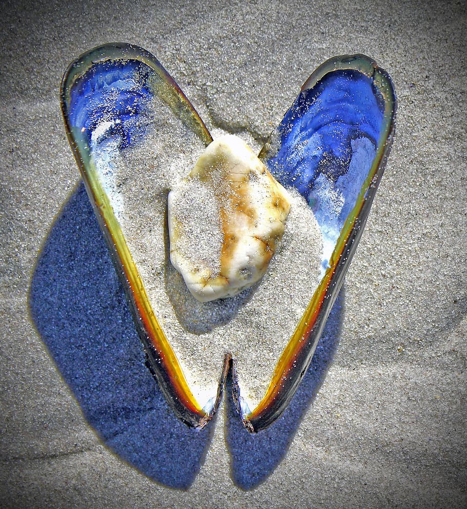 seashell and sands photography, heart, stone, beach, mother of pearl, HD wallpaper