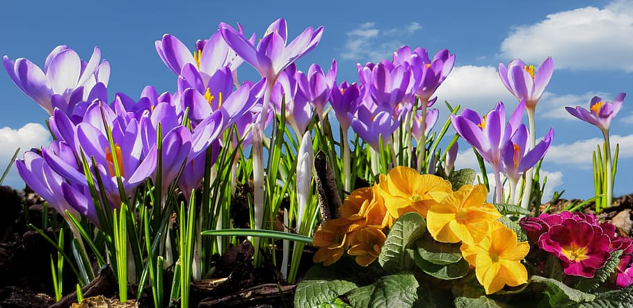 purple flowers, spring, frühlingsanfang, spring awakening, crocus, HD wallpaper