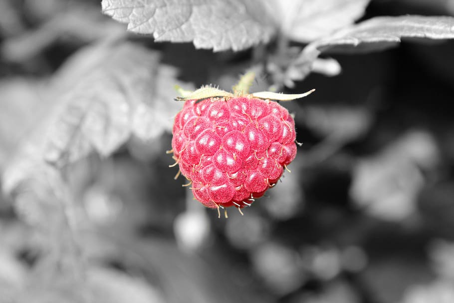 nature, fruit, leaf, plant, summer, red, close-up, freshness HD wallpaper