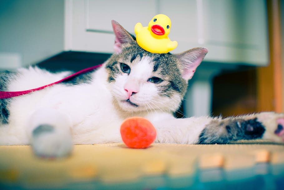 brown and white tabby cat lying on floor with yellow duckling toy on focus photo HD wallpaper