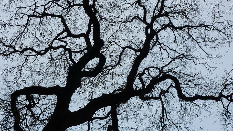 contrast, tree, depth perception, branch, bare tree, plant HD wallpaper