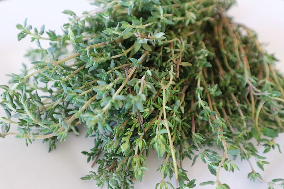 green leafed plant, thyme, medicinal herb, cook, spice, nature HD wallpaper