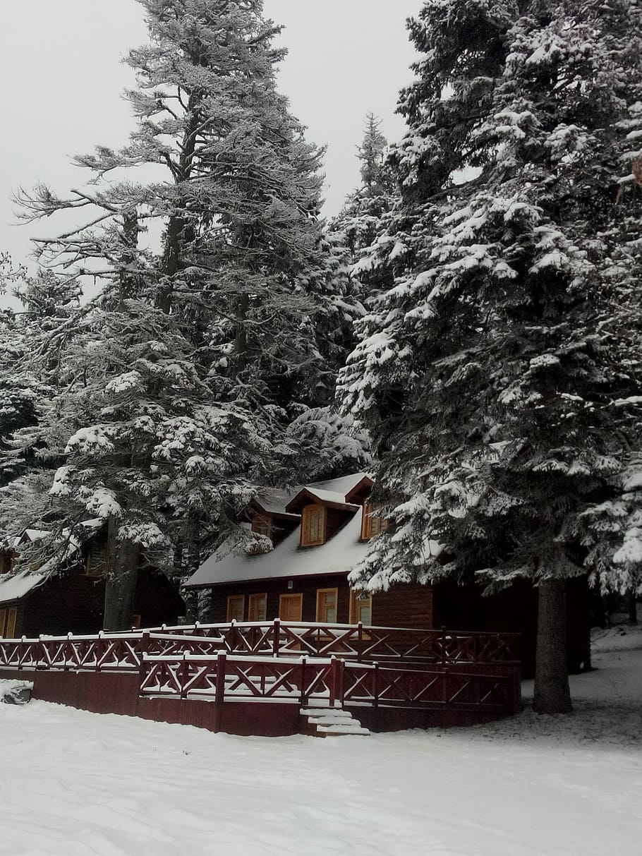 Snow, Tree, Winter, Yup, cold temperature, built structure HD wallpaper