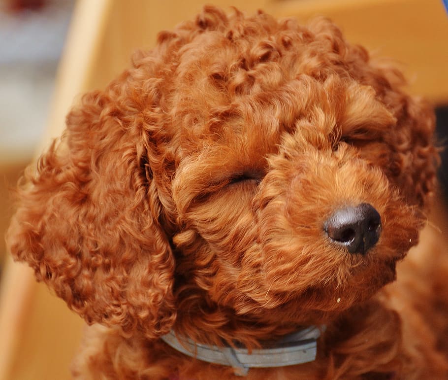 apricot toy poodle puppy close-up photo, Dog, Young Animal, Fur