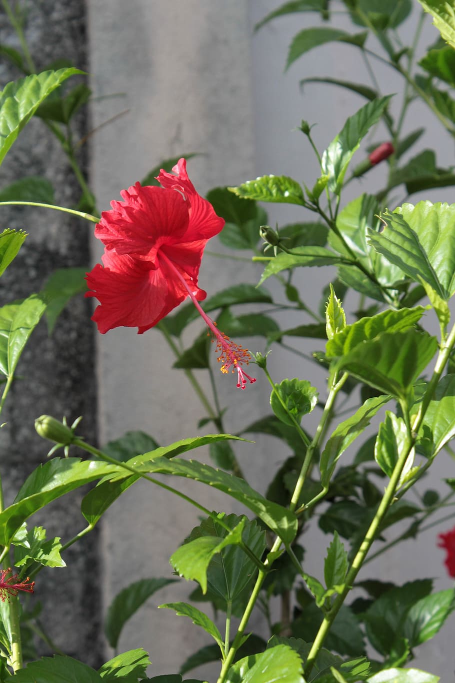 hibiscus, red, flower, flowering plant, beauty in nature, fragility HD wallpaper