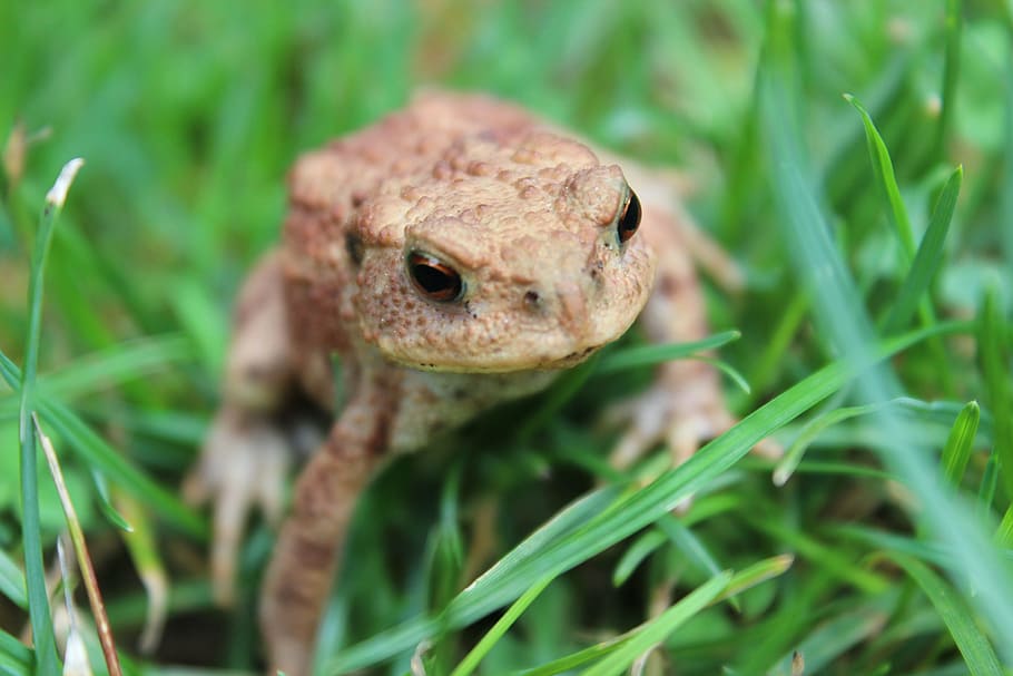 Toad, Amphibians, Grass, Green, Green, Meadow, one animal, animals in the wild HD wallpaper