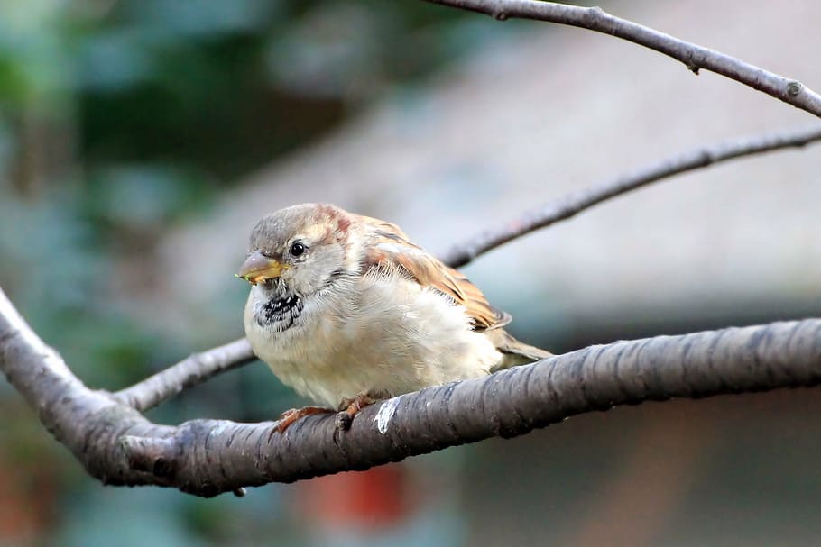 sparrow, sperling, bird, branch, sit, songbird, garden, animal themes HD wallpaper