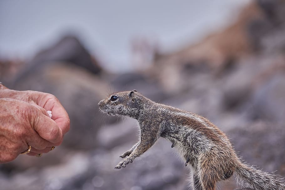 gophers, feed, eat, handzahm, nager, nature, animal world, rock HD wallpaper