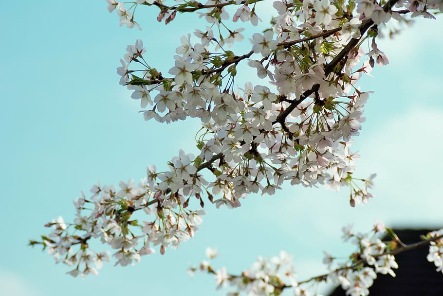 sky, branch, branches, tree, aesthetic, nature, crown, cherry HD wallpaper