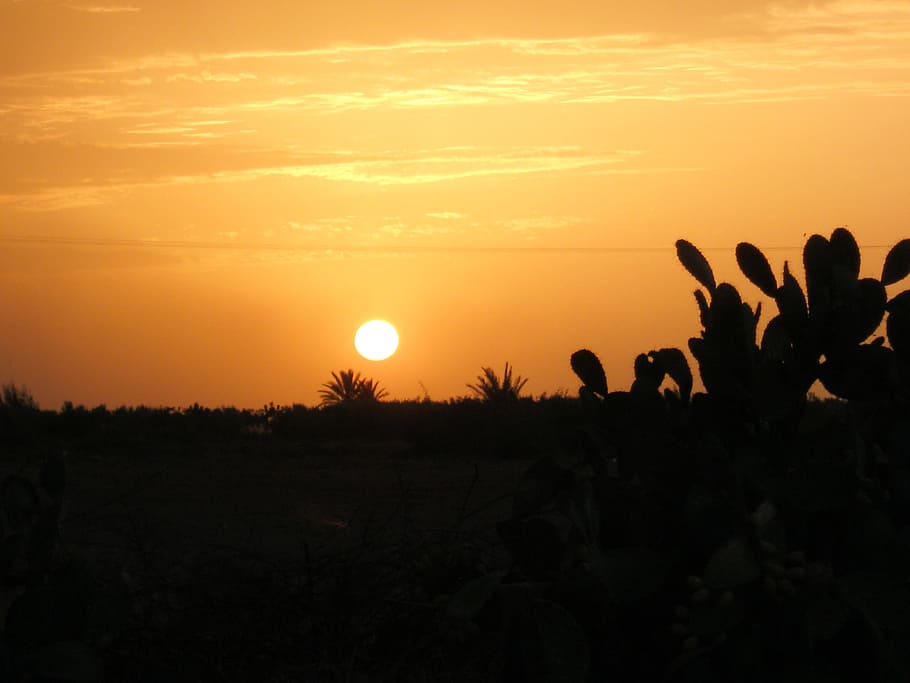 sunset, cactus, shadow, sky, silhouette, orange color, scenics - nature HD wallpaper
