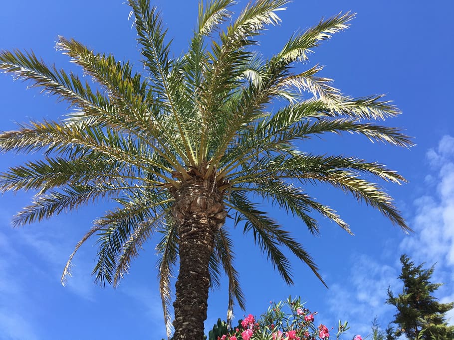 palm, vegetation, balearic islands, formentera, tree, sky, plant, HD wallpaper