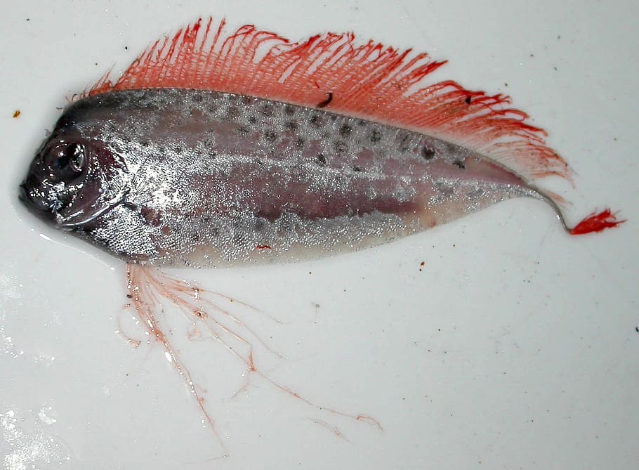 Spotted ribbonfish - Desmodema ploystictum, public domain, seafood HD wallpaper