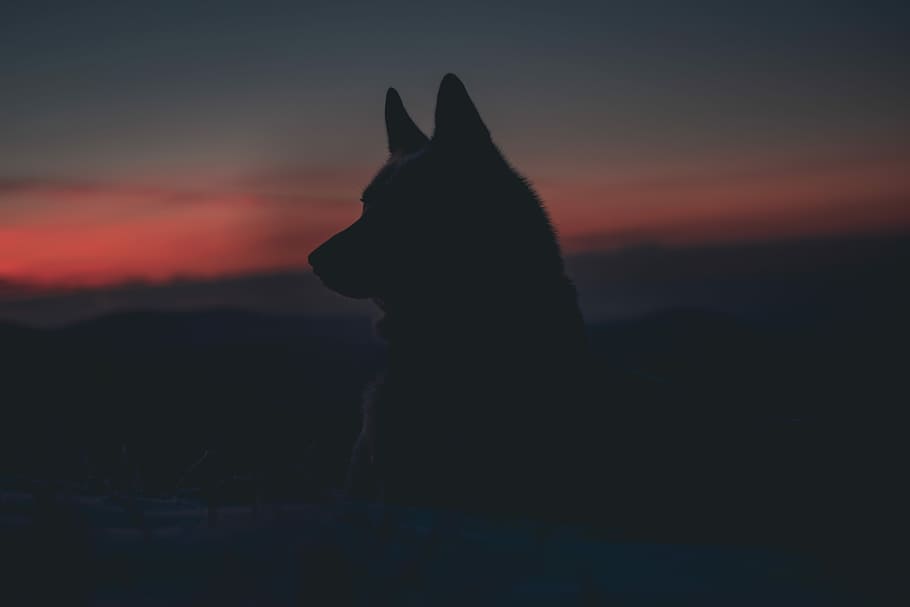 silhouette of dog, silhouette photo of dog during golden hour, HD wallpaper