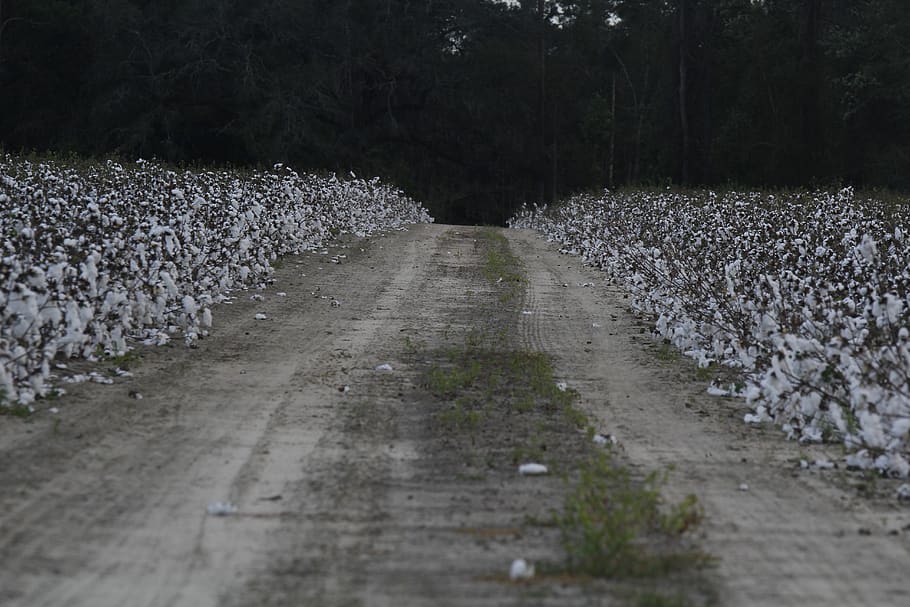 nature, road, cotton, direction, the way forward, plant, no people HD wallpaper