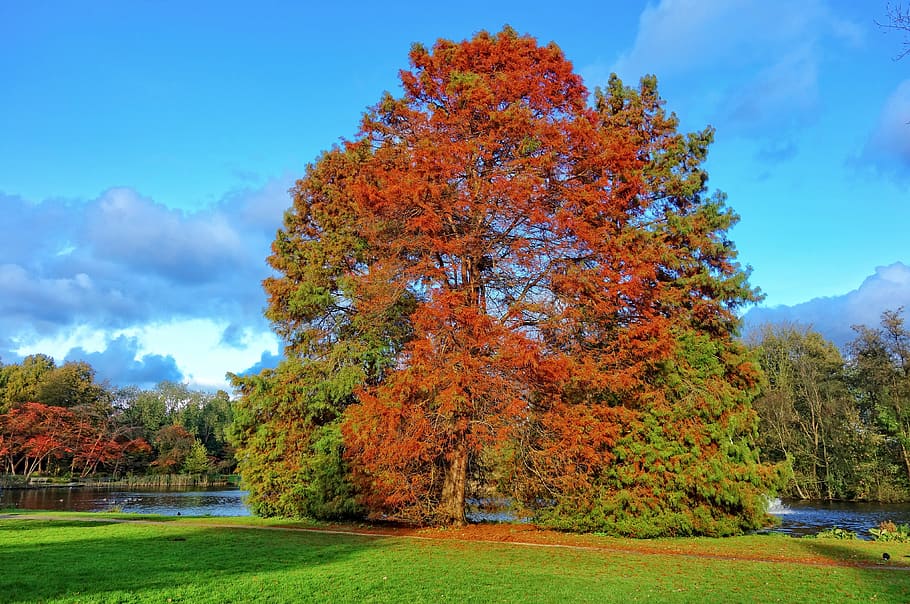 fir tree, conifer, pine tree, autumn color, park, amstelpark HD wallpaper