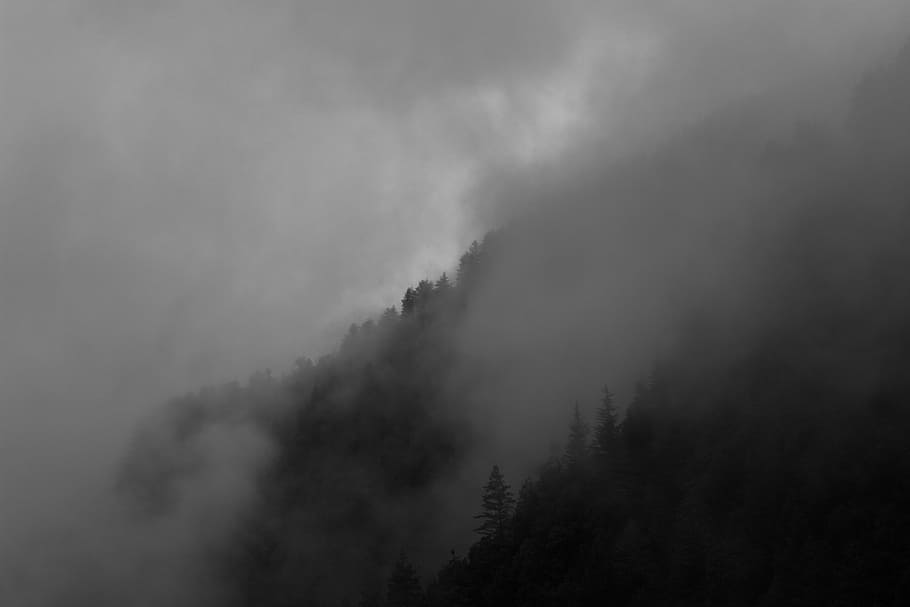 Land of the Clouds, trees covered with fog during daytime, nature HD wallpaper