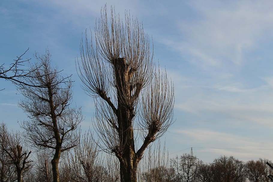 trees, kahl, sky, plant, bare tree, cloud - sky, no people HD wallpaper