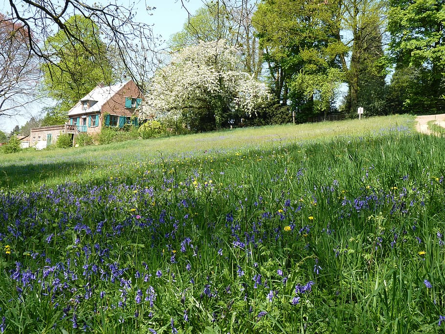 landscape, spring, field, nature, rural Scene, flower, summer HD wallpaper